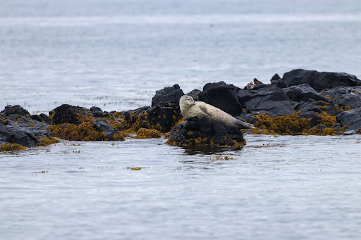 Grey seal sitting on a rock off the coast of Iceland.