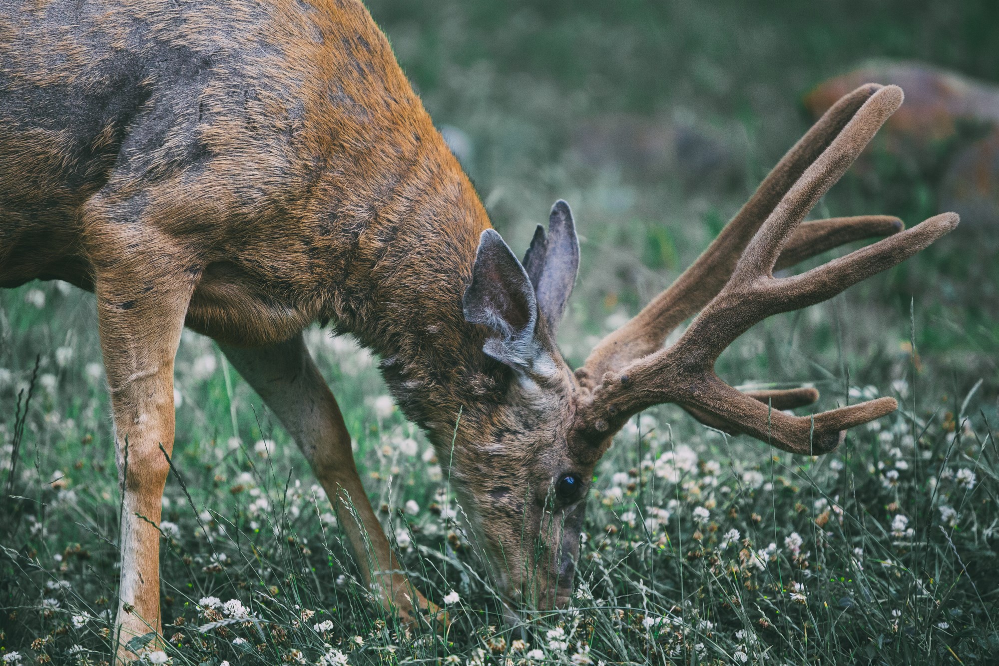 Reindeer in east Iceland.