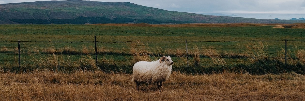 Watching Wildlife in Iceland in Summer