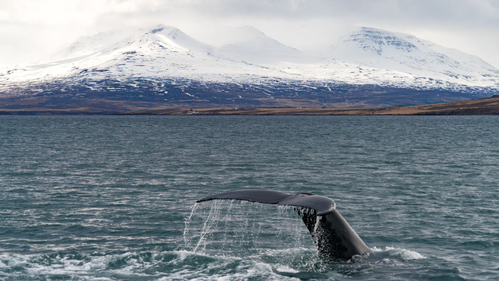 Whale tail breaching the surface near Akureyri
