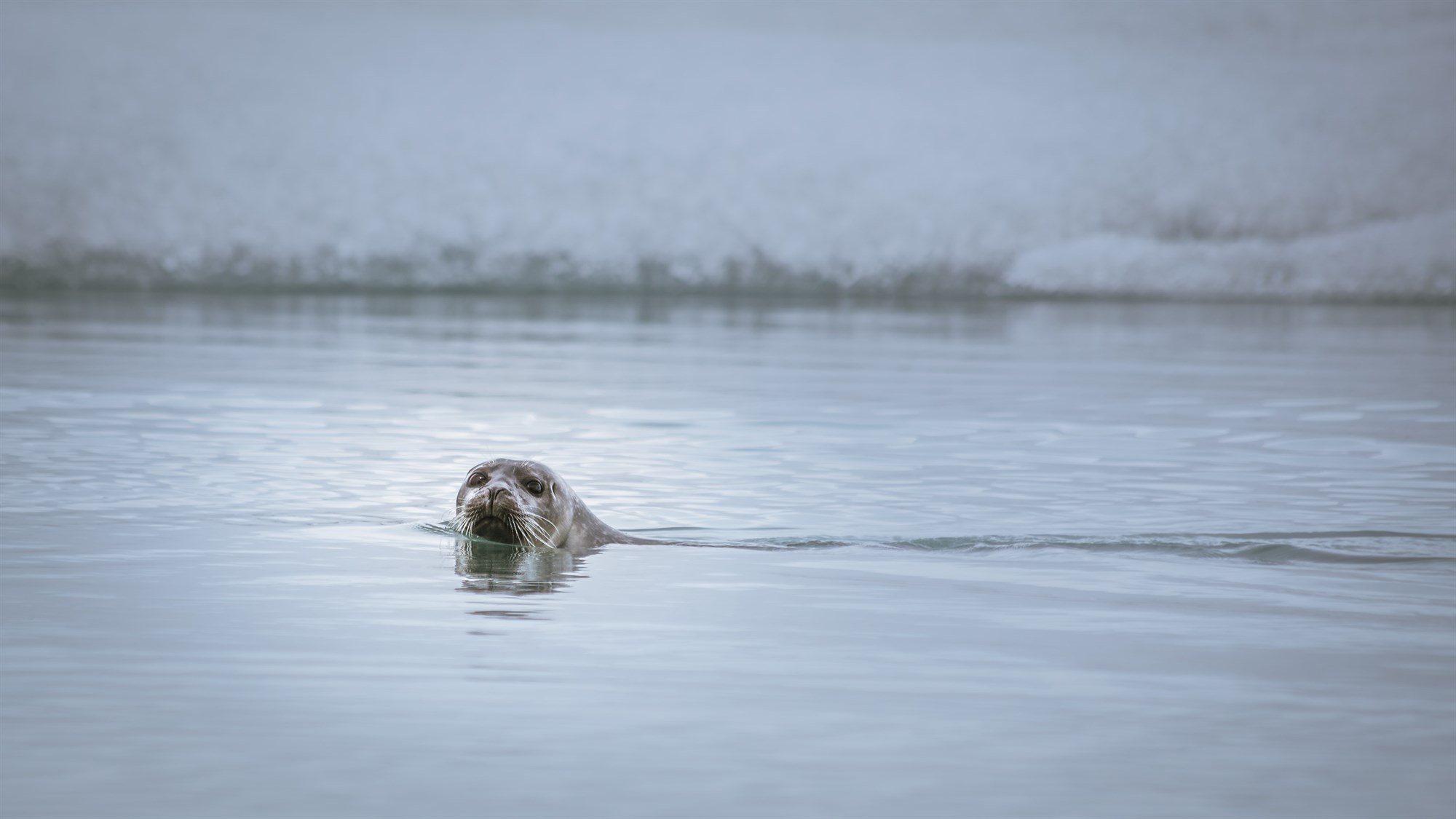 Seal swimming in the sea off the coast of Iceland