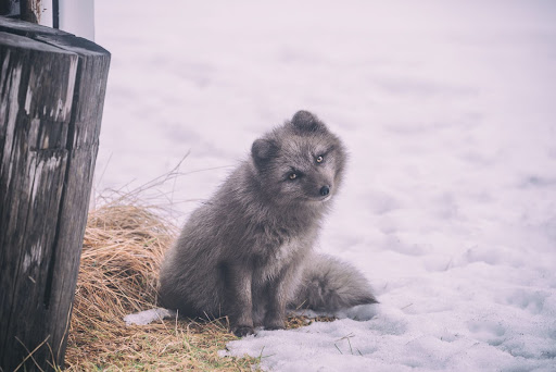 Arctic fox with darker coloured coat sitting in the snow in Iceland