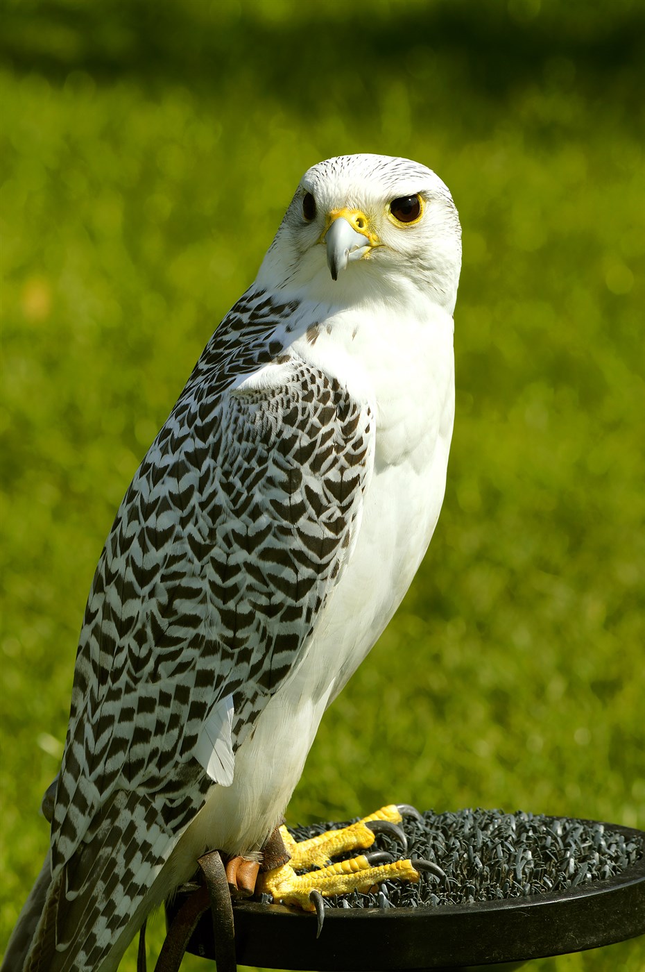 iceland national bird gyrfalcon