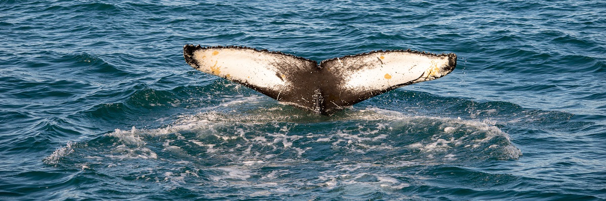 Guide to Whale Watching in Iceland