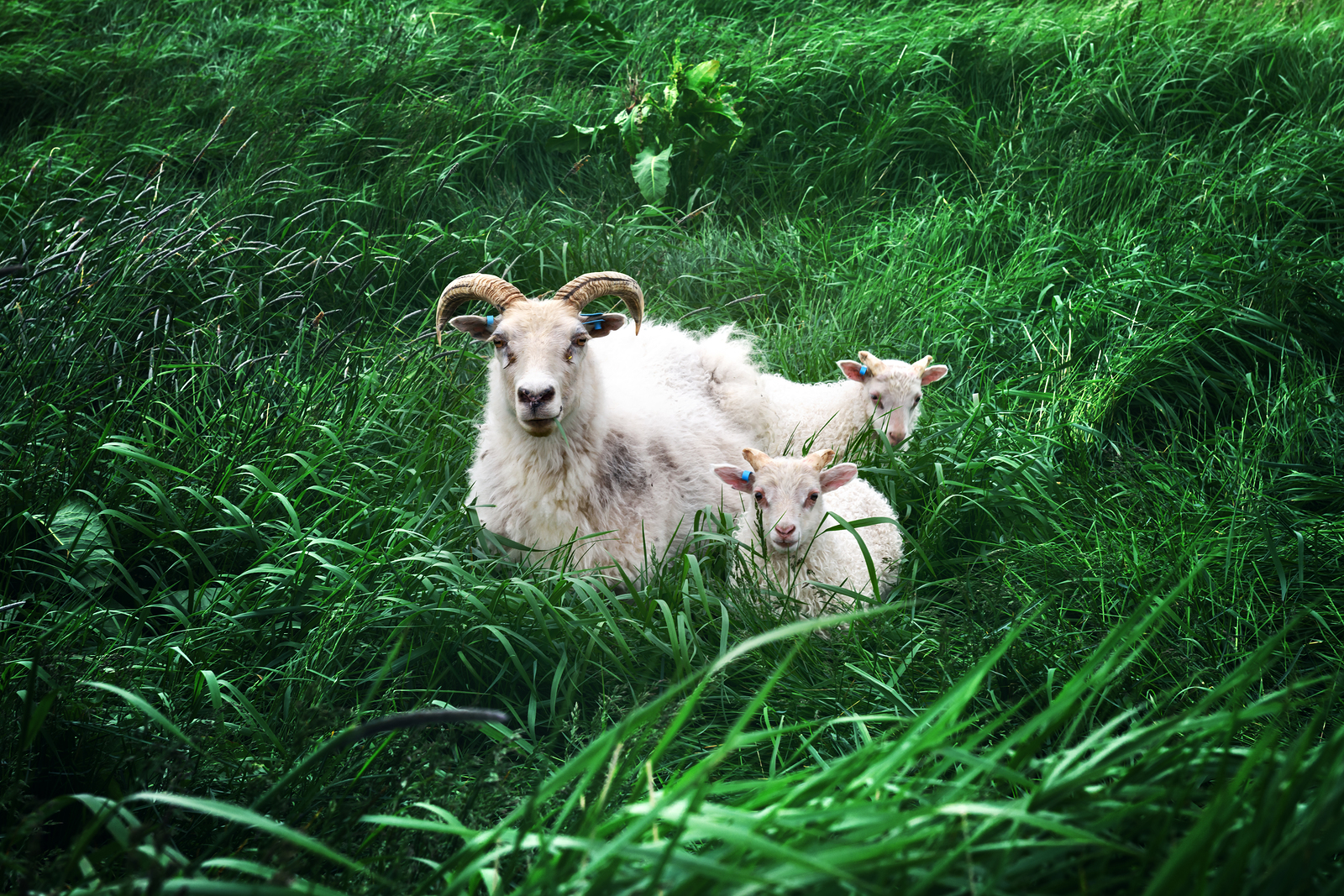 Wildlife Watching in Iceland’s Spring