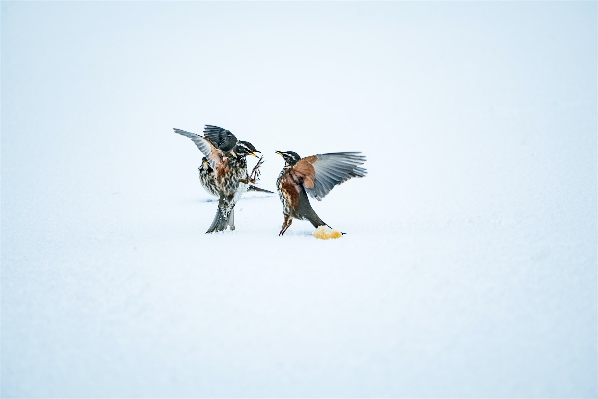 Birds in Iceland fighting over food