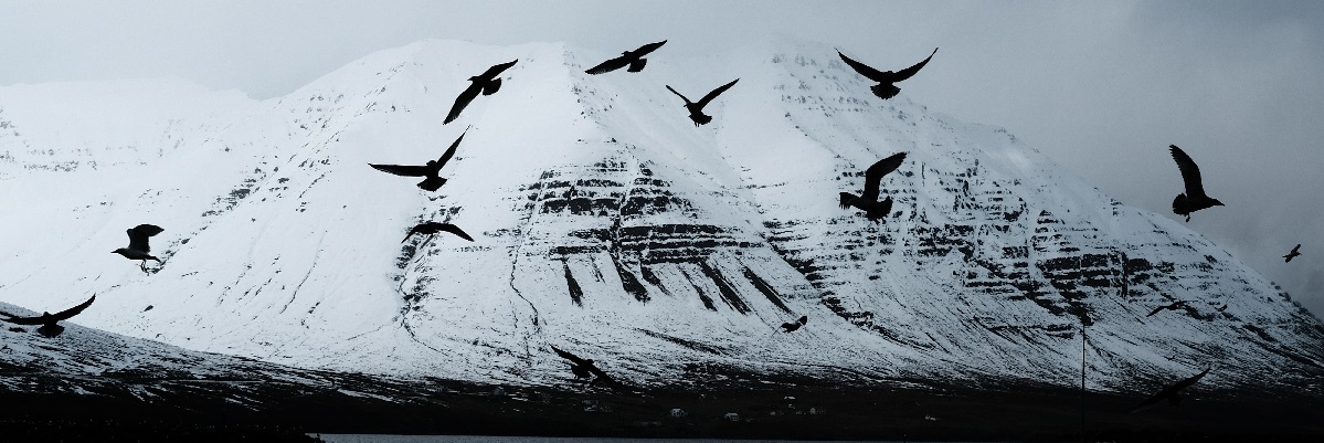 birds in iceland