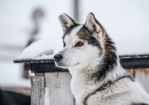 Alaskan husky ready for dog sledding