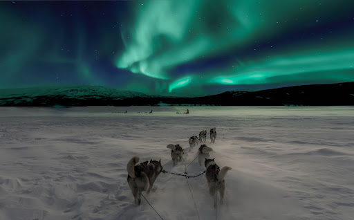 Dog sledding under the northern lights