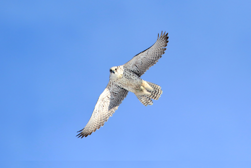 Gyrfalcon with white plumage flies through a blue sky 