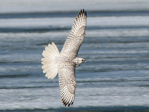 Adult white Gyrfalcon in flight in Iceland.