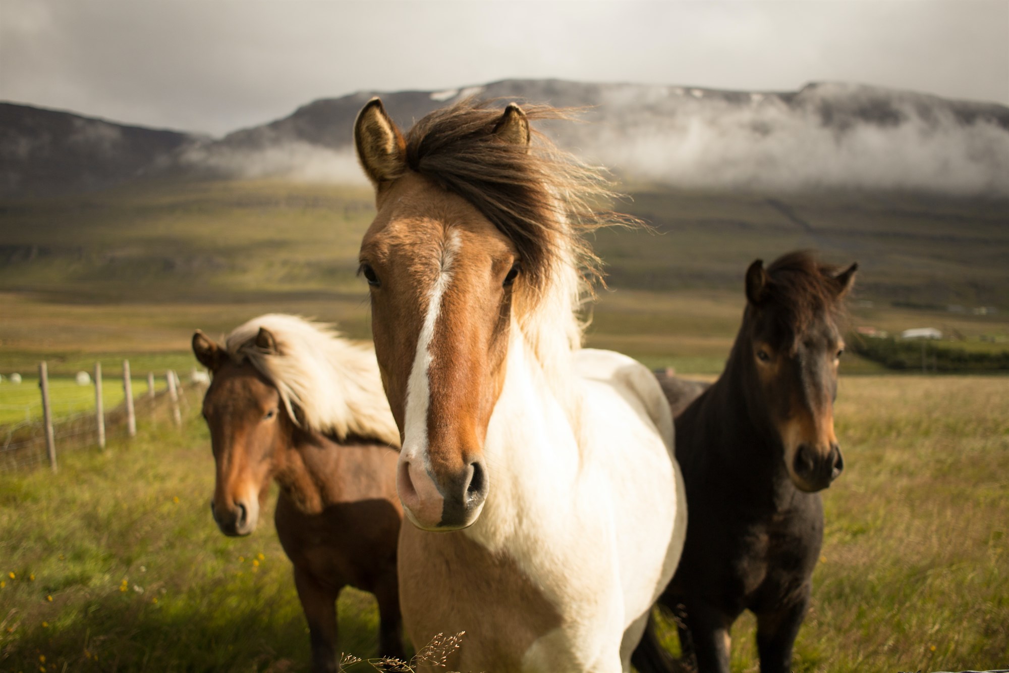 Three Icelandic ponies
