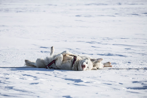 Huskies sleeping on snow