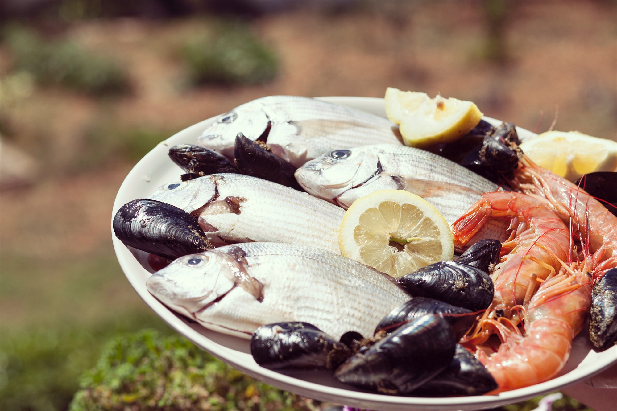 Plate of seafood in Iceland.
