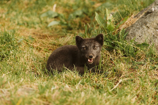 Arctic fox sat on the grass in the Westfjords, Iceland 