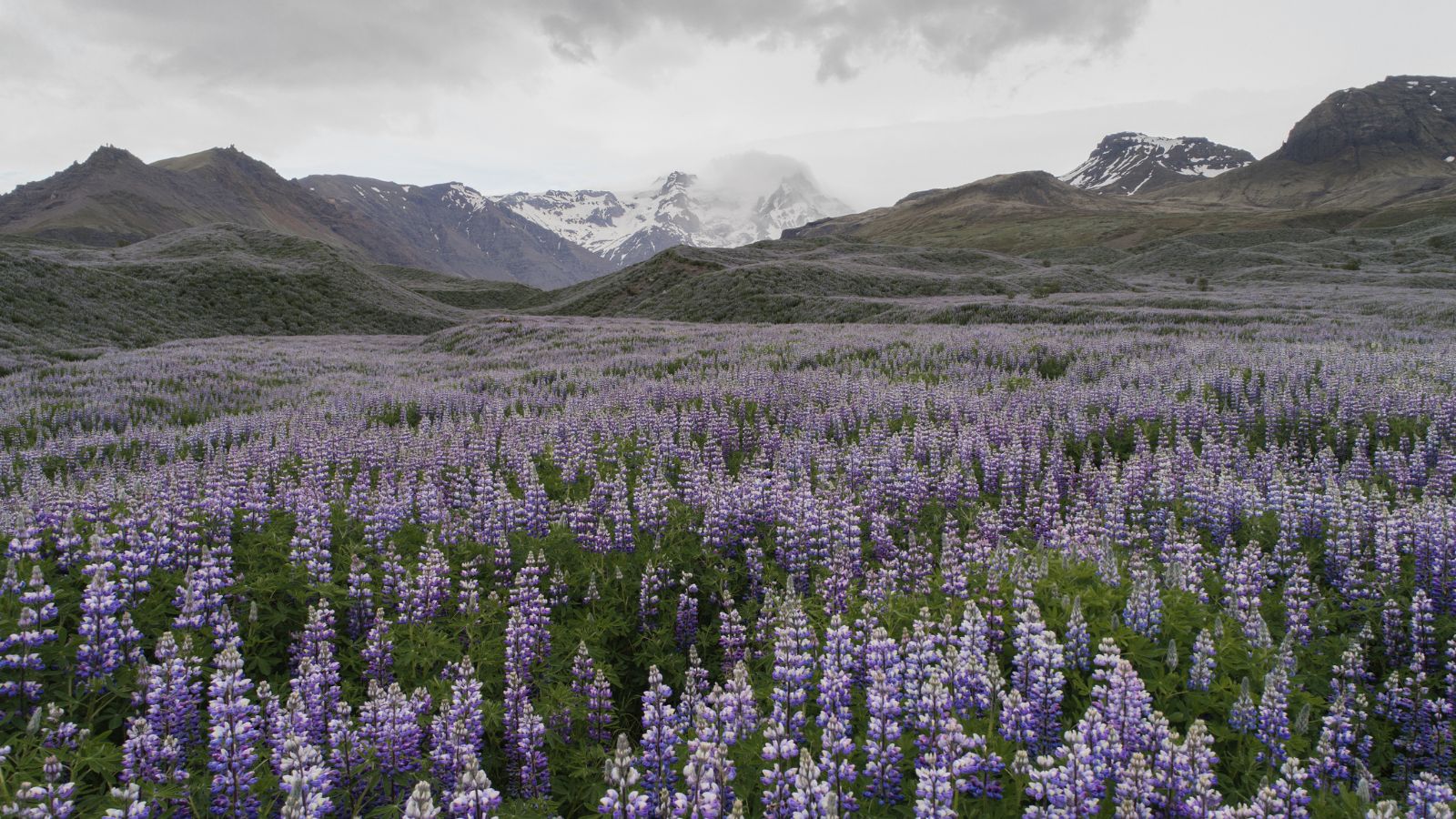Purple lupines blooming in Iceland.