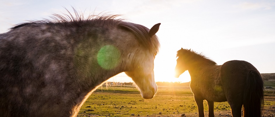 Where to Watch Wildlife In Iceland - Our Complete Guide