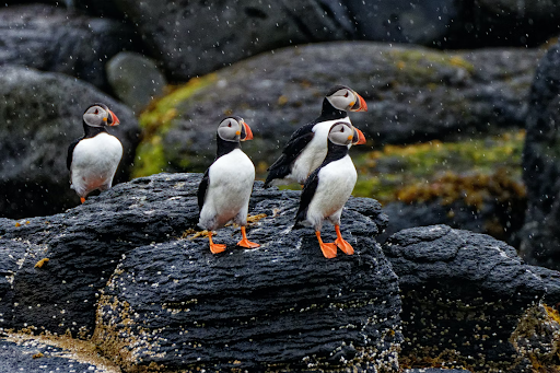 Puffin facts about Iceland