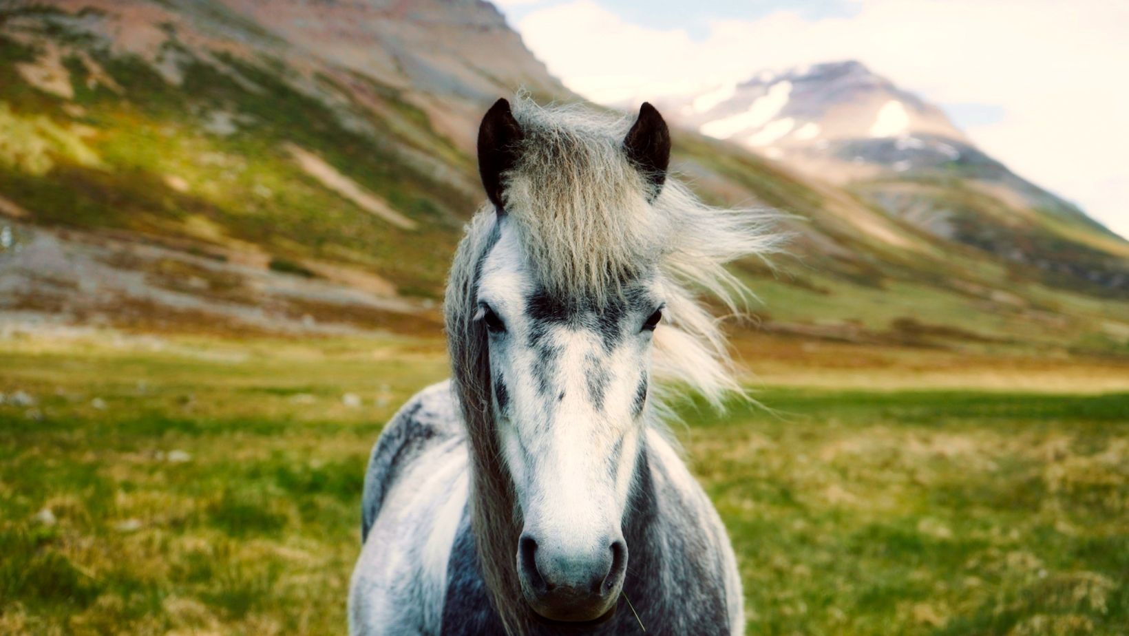 Grey and white Icelandic horse with a green mountain in the landscape behind.