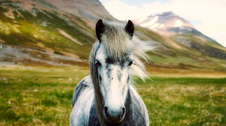 The Icelandic Horse: Everything You Need to Know