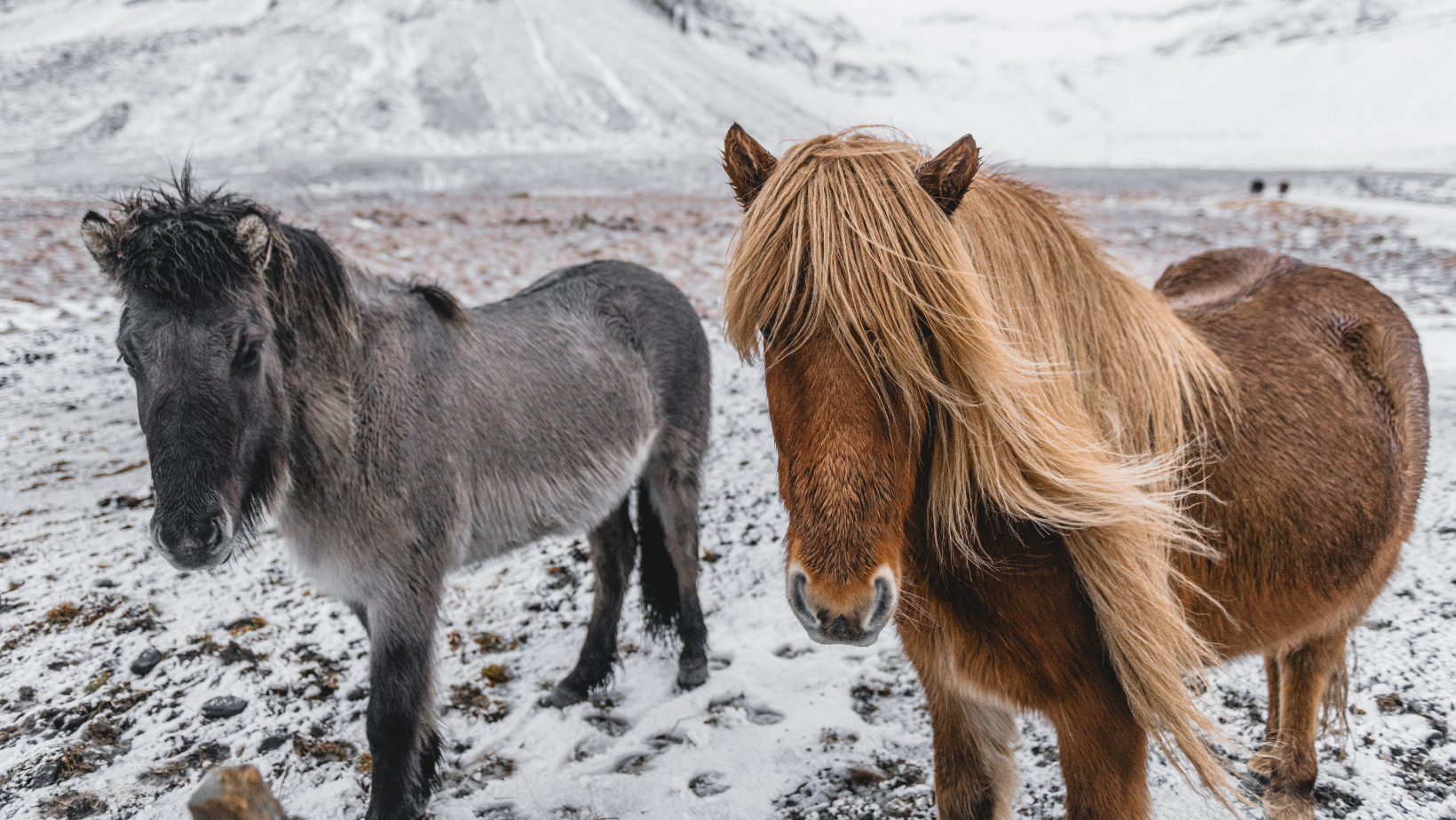 A grey and black Icelandic horse and a brown and blonde horse on snow between mountains
