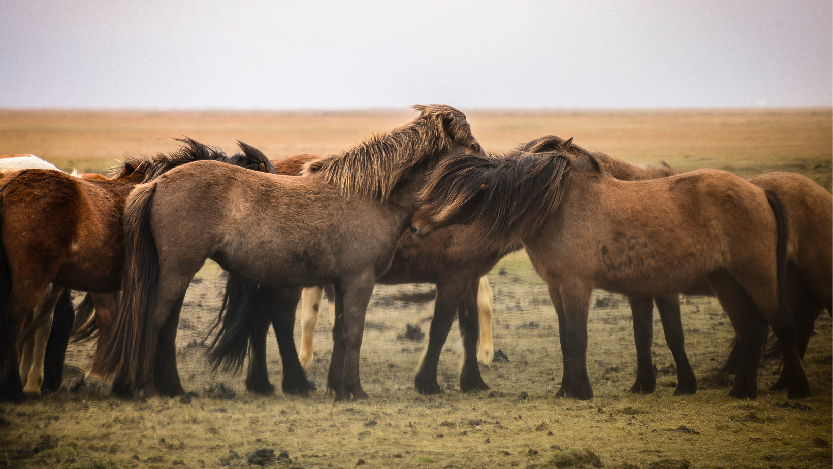 A herd of Icelandic horses socializing in a field. 