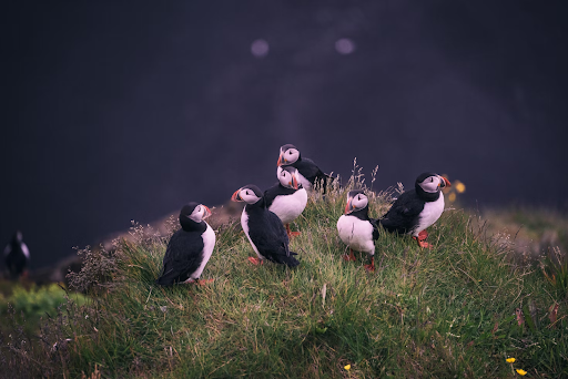Iceland puffin photography locations.