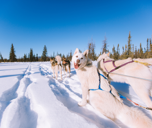 Dogs pulling a sled in the snow