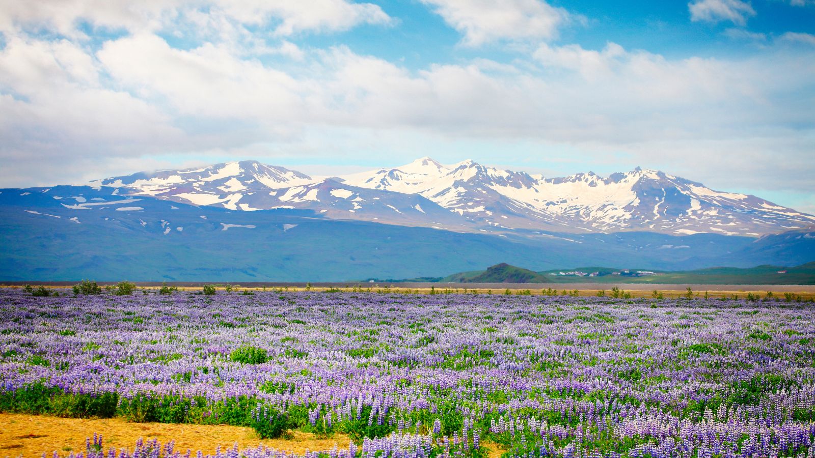 Snow-capped Katla Volcano in Iceland with a field of blooming lupines in the foreground. Snow-capped Katla Volcano in Iceland with a field of blooming lupines in the foreground. 