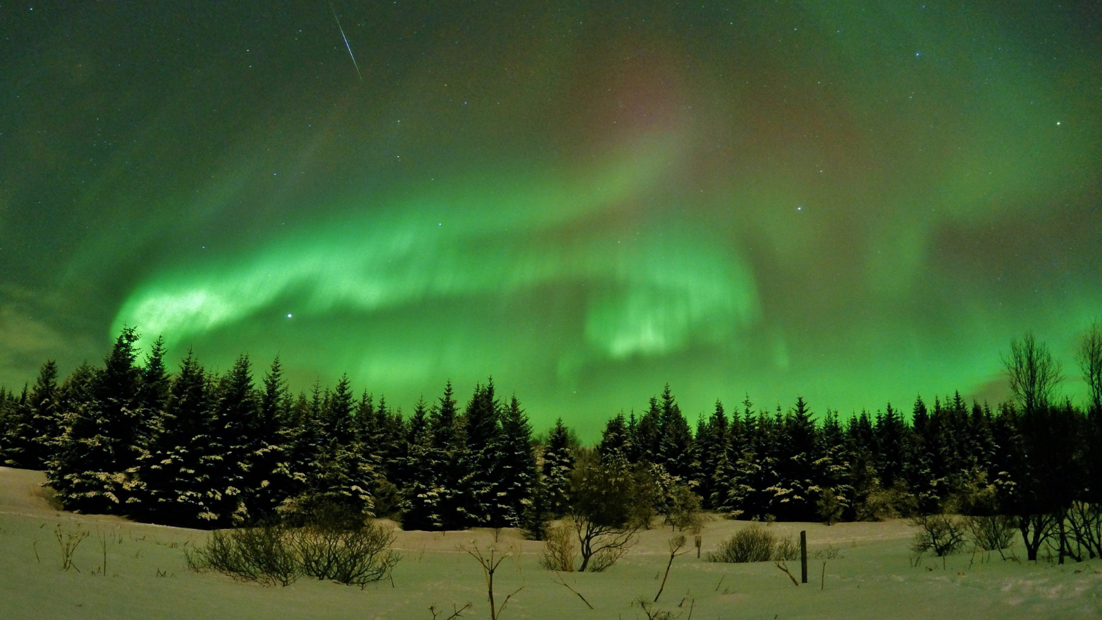 Northern Lights above pine trees on a snowy landscape in Reykjavík.