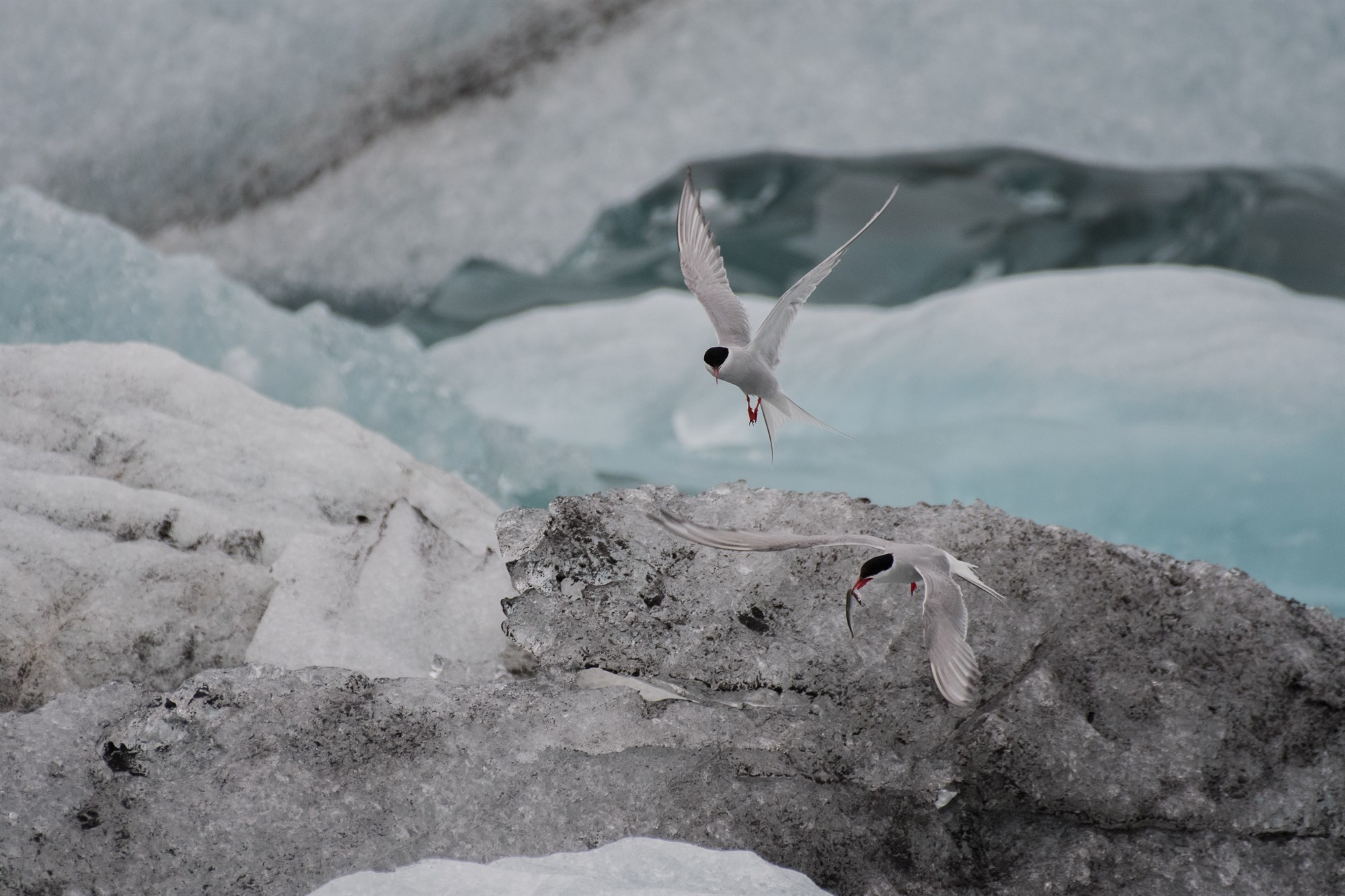 Terns at a glacier in Iceland.