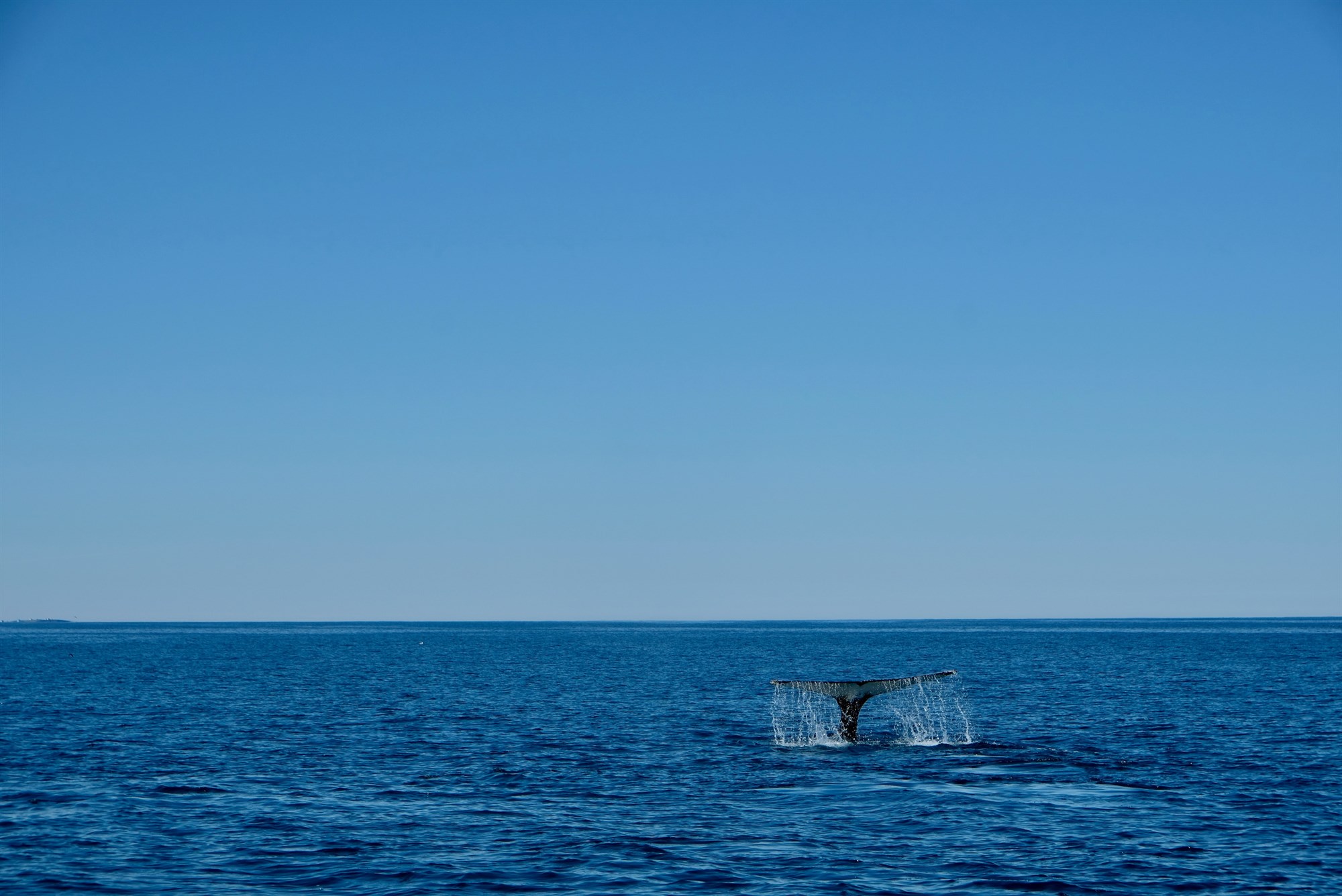 Whale lifting it’s take out of water in Iceland waters.