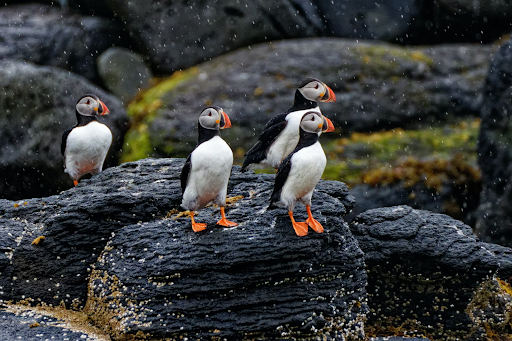 Puffins