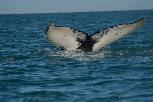 Tail of humpback whale near Husavik, Iceland