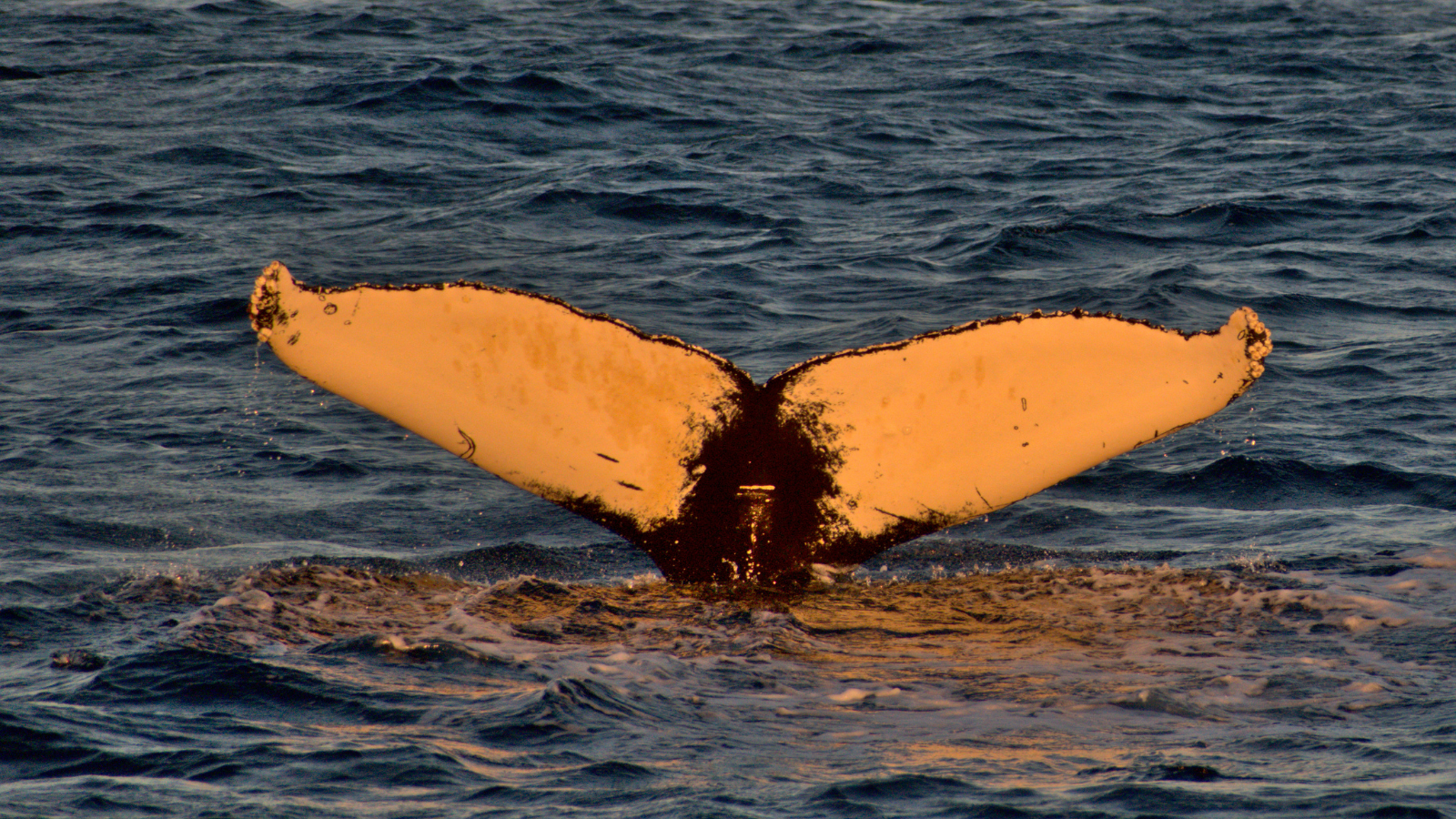 Whale watching in Iceland at sunset