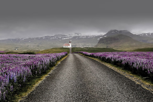 Road in bloom along the Westfjords of Iceland with a church in the distance.