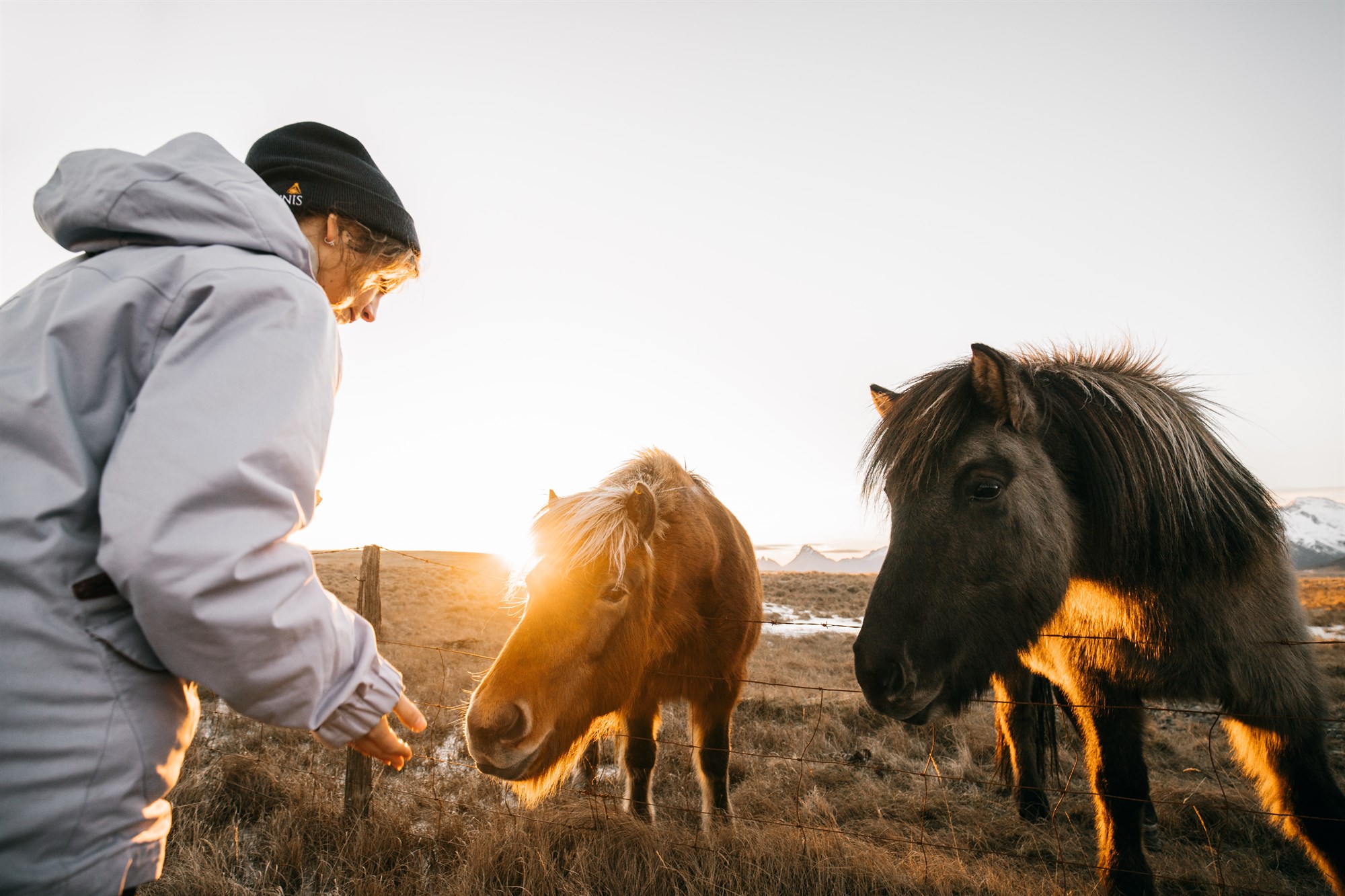 Man stroking an Icelandic horse