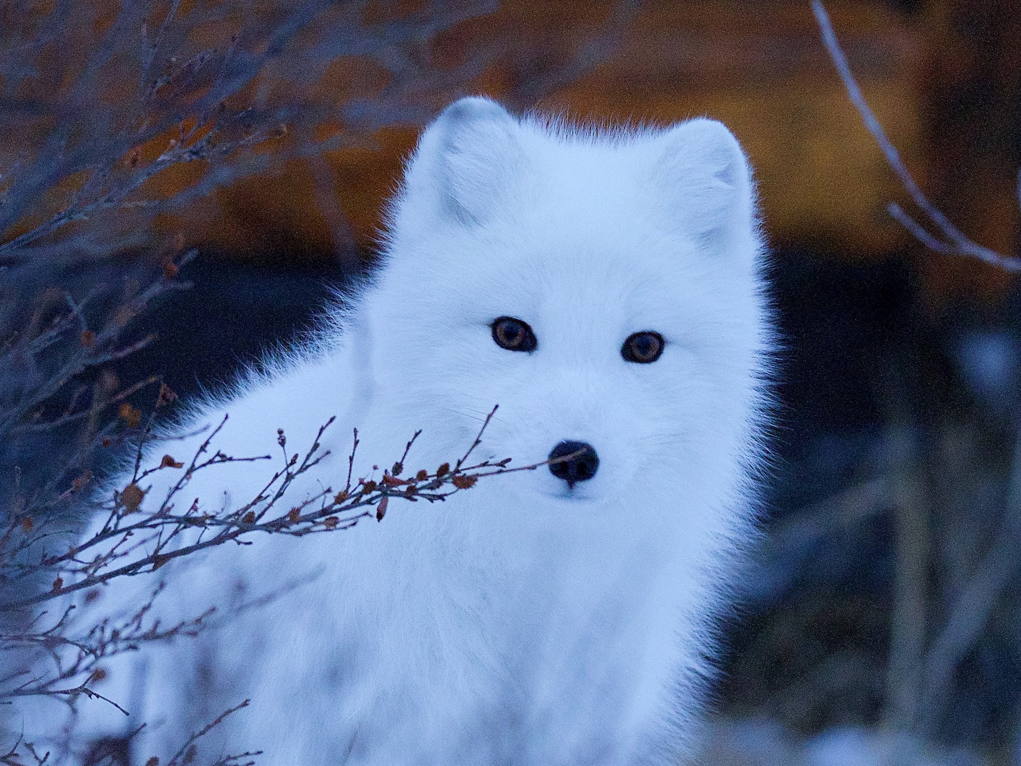 Arctic fox sitting on snow covered rock in Iceland landscape.