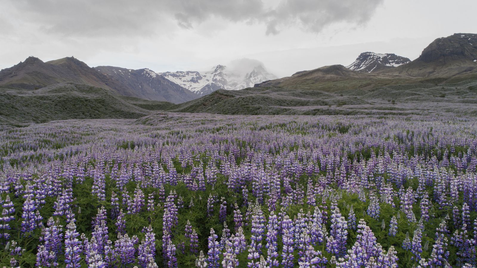 Field of blooming lupine in Iceland.