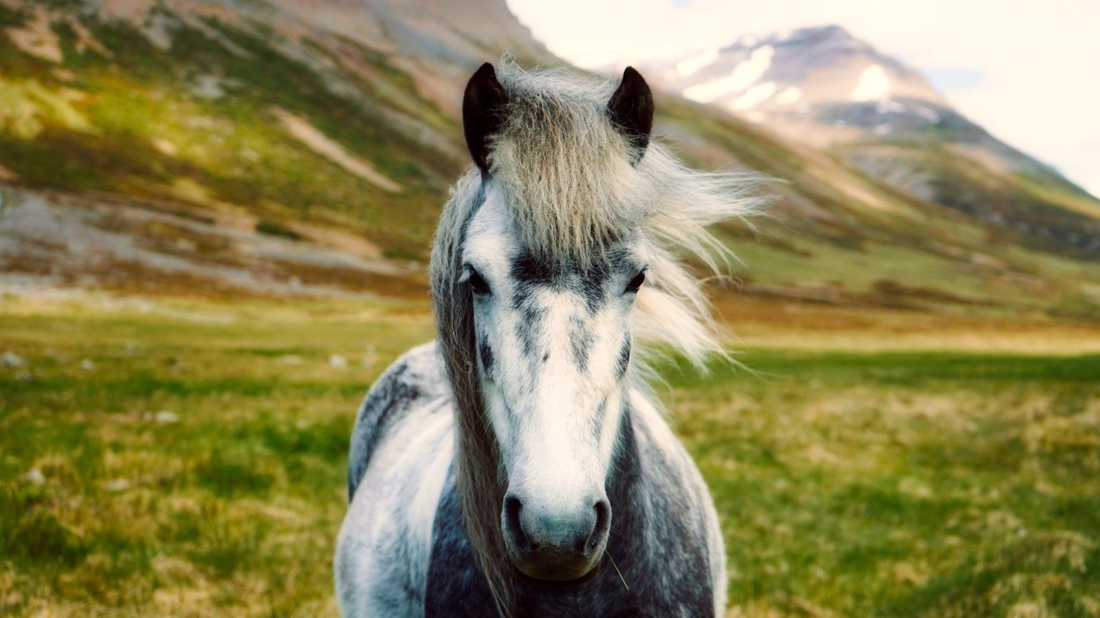 Icelandic horse with green mountains in the distance. 
