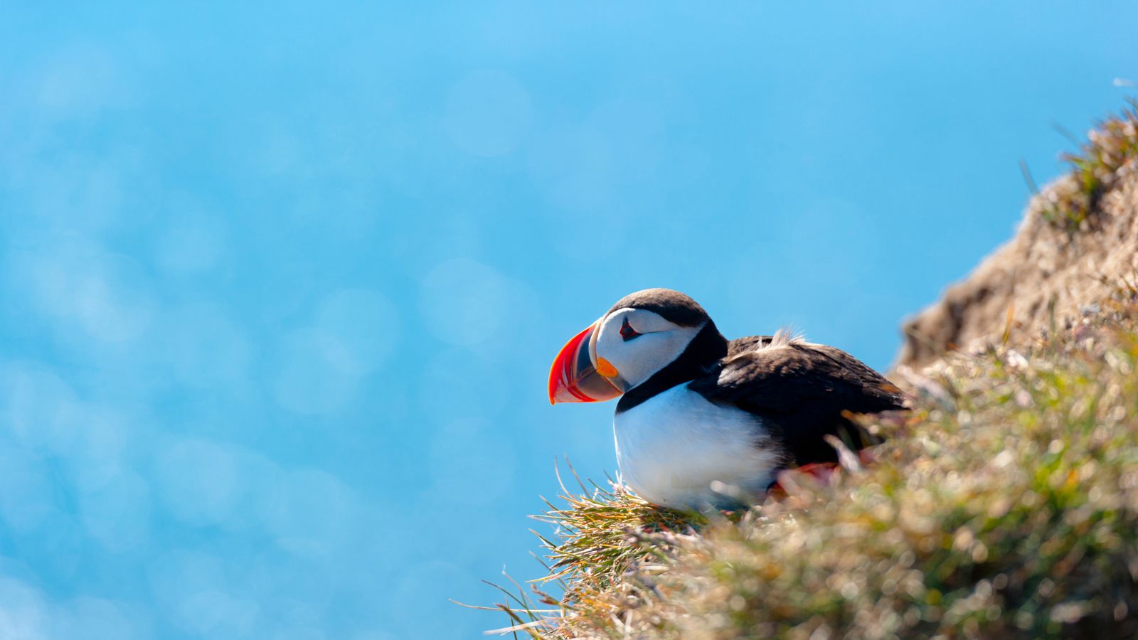 Puffin nesting on a cliff in Iceland with the sea in the background.