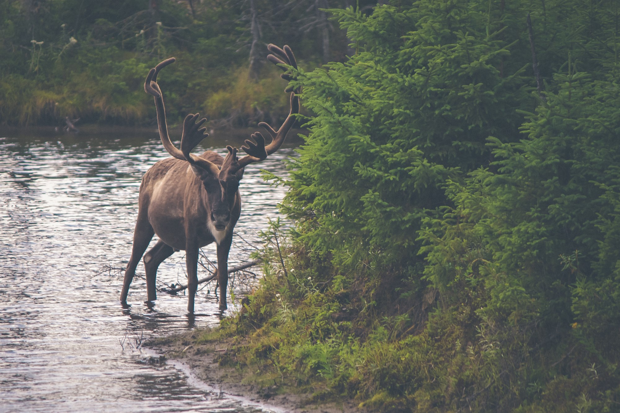 Sheep, Reindeer and Icelandic Horses