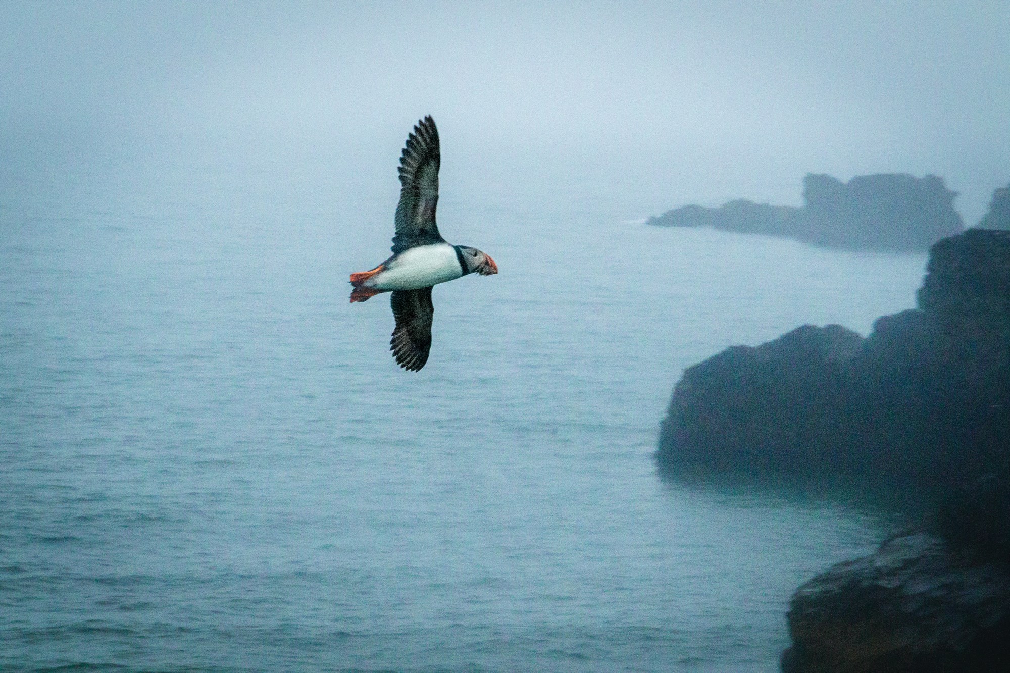 Puffin flying with fish in its beak towards Iceland’s rocky shores.