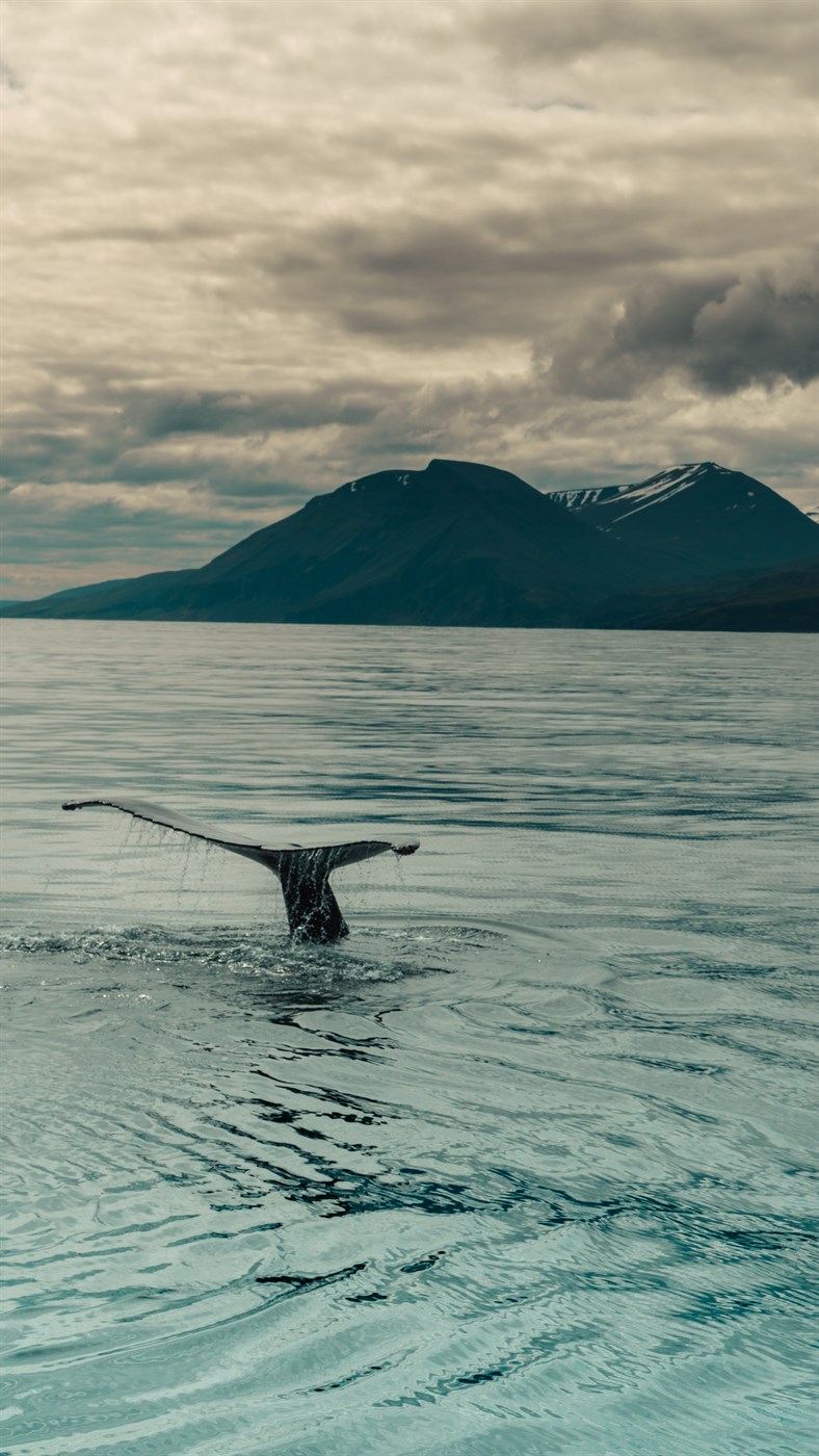 Whale’s tail breaking the surface of the water in Skjálfandi bay, Husavik, Iceland