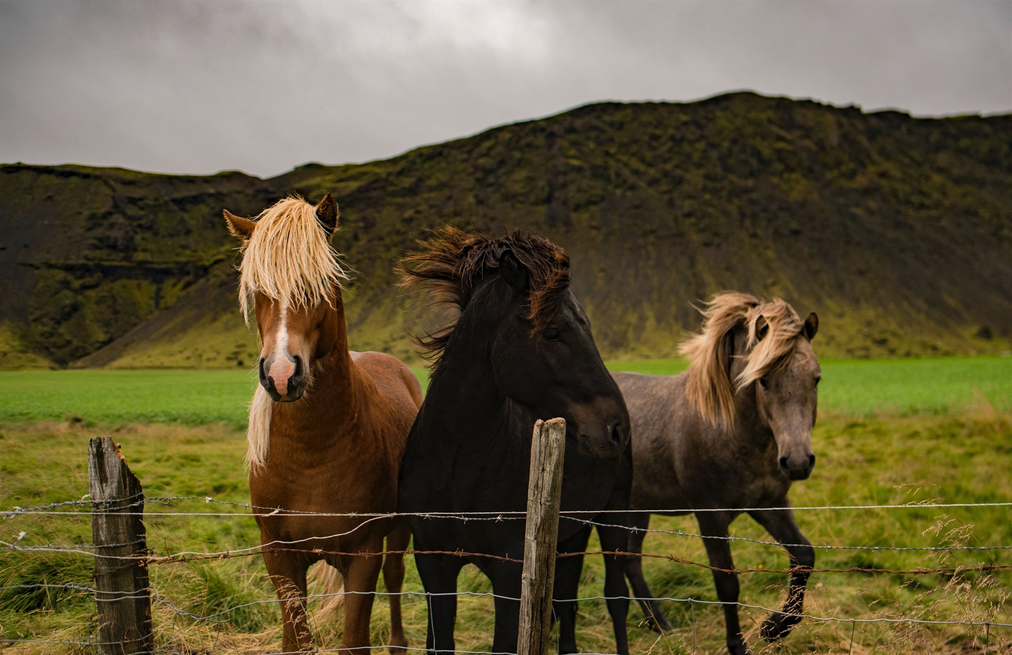 Icelandic Horses stood in a grassy plain behind a wire fence.