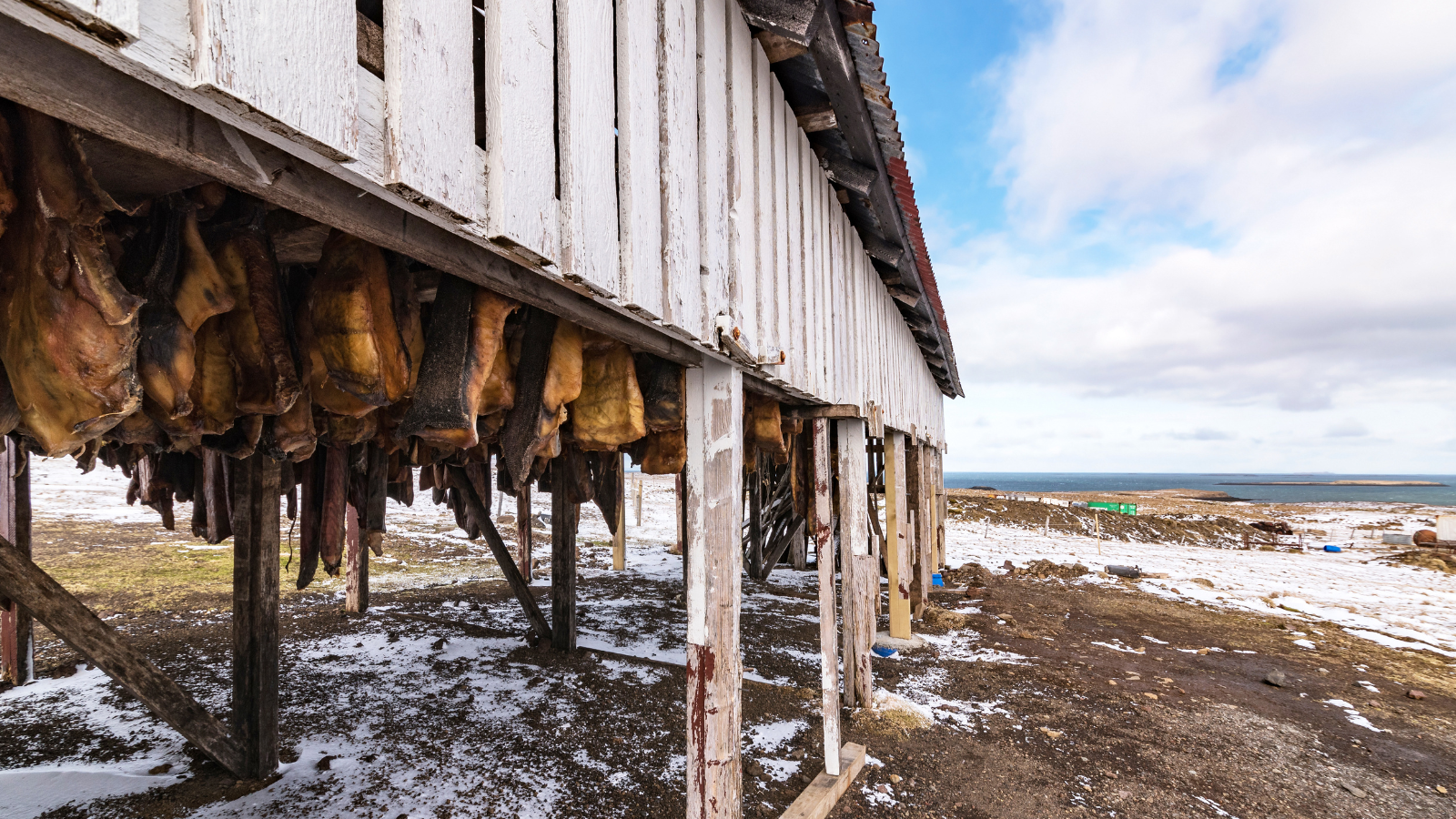 Fermented shark, an Icelandic delicacy, being preserved by the sea.