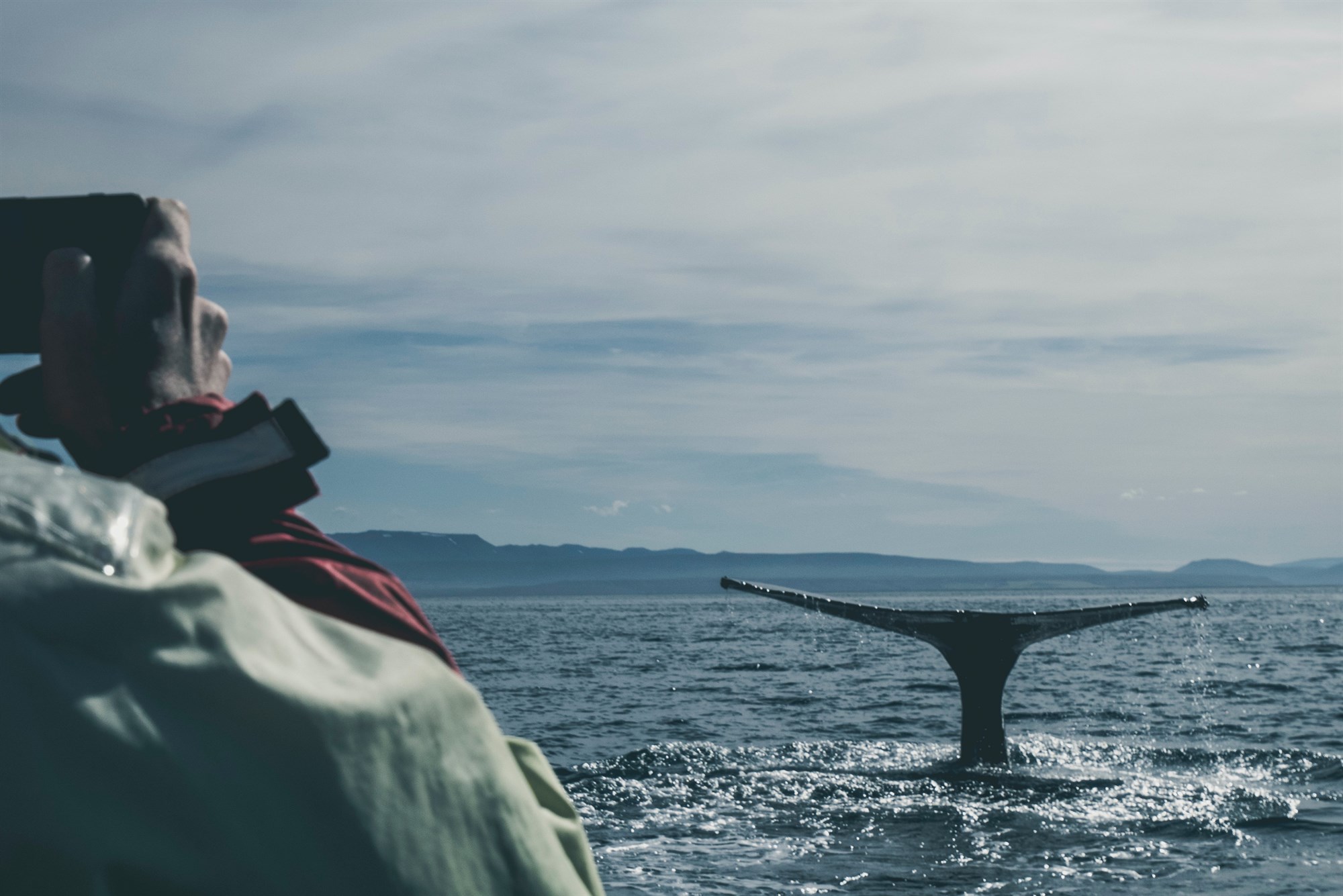 Man watching Whale in the sea off of Iceland's coast