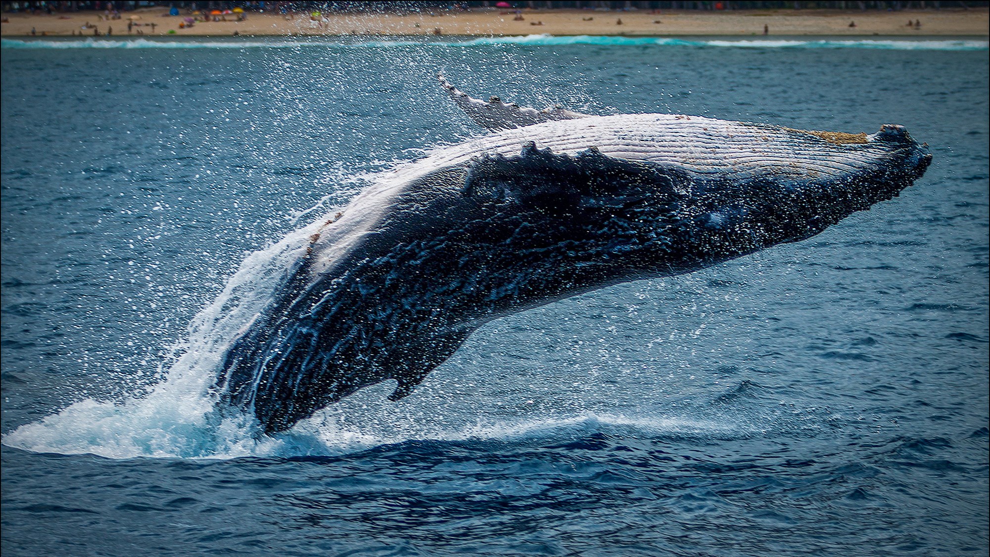 Whale leaping out of water in Iceland