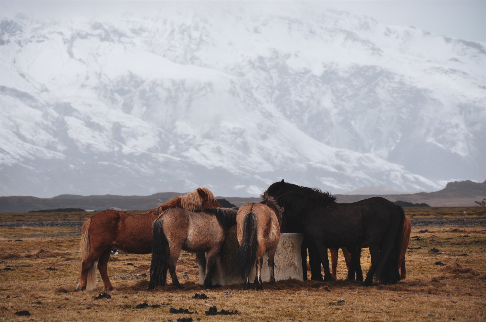 Wildlife Watching in Winter