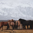 Wildlife Watching in Winter